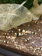 Tekoop crystal black garnalen, Dieren en Toebehoren, Kreeft, Krab of Garnaal