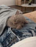 Britse Korthaar Lilac Kater, Kater, 0 tot 2 jaar