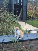 Kater kitten rood wit, Dieren en Toebehoren, Katten en Kittens | Overige Katten, Kater