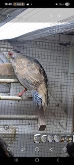 Zilverfazant hen, Dieren en Toebehoren, Vrouwelijk, Overige soorten