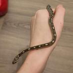 Rode rattenslang, Pantherophis guttatus, NK25 Anery M 0.0.1, Dieren en Toebehoren, Slang, 0 tot 2 jaar