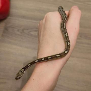 Rode rattenslang, Pantherophis guttatus, NK25 Anery M 0.0.1 beschikbaar voor biedingen