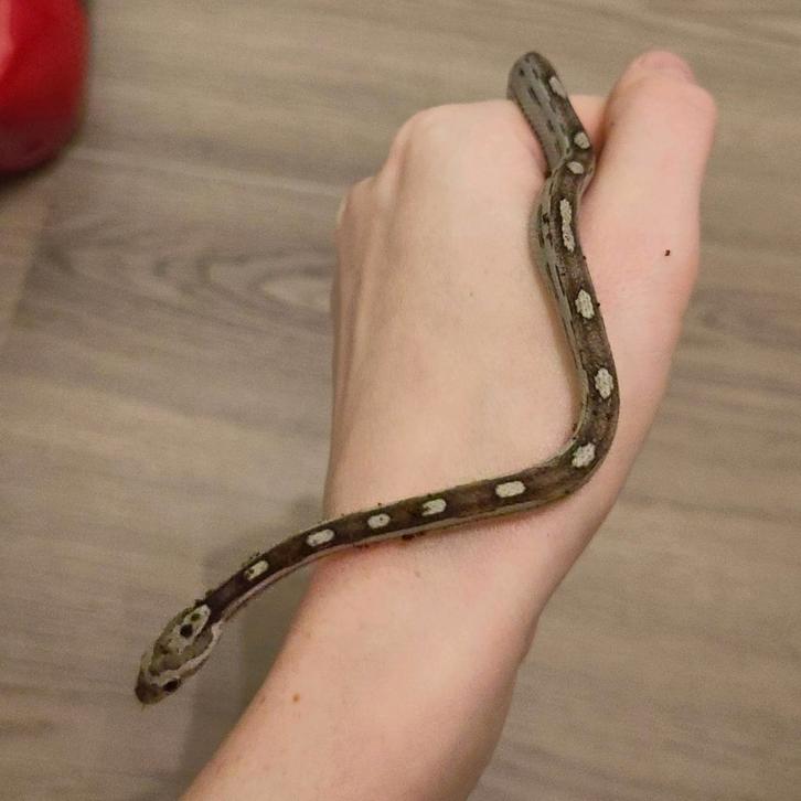 Rode rattenslang, Pantherophis guttatus, NK25 Anery M 0.0.1