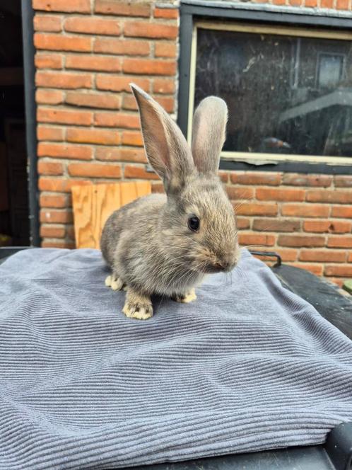 Mooi nestjes duitse reuzen nog 1ram beschikbaar 5,5 week oud, Dieren en Toebehoren, Konijnen, Groot, Meerdere dieren