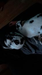 2 ingente konijnen + spullen+ hok+ ren, Vrouwelijk, Middelgroot, 0 tot 2 jaar