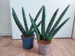 Sansevieria Boncel - Sanseveria / Vrouwentong H: 38 cm., Ophalen, Vetplant, Halfschaduw, Minder dan 100 cm