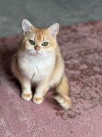 GEZOCHT: Britse korthaar Dekkater (Golden Shaded), Dieren en Toebehoren, Katten en Kittens | Dekkaters, 0 tot 2 jaar