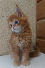 Russische Maine Coon Kittens, Meerdere dieren, Gechipt, 0 tot 2 jaar