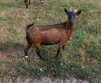 Mooie dwerggeit te koop, Dieren en Toebehoren, Schapen, Geiten en Varkens, Vrouwelijk, Geit
