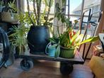 Vintage industriële transportkar, Ophalen, Gebruikt, 25 tot 50 cm, Rechthoekig