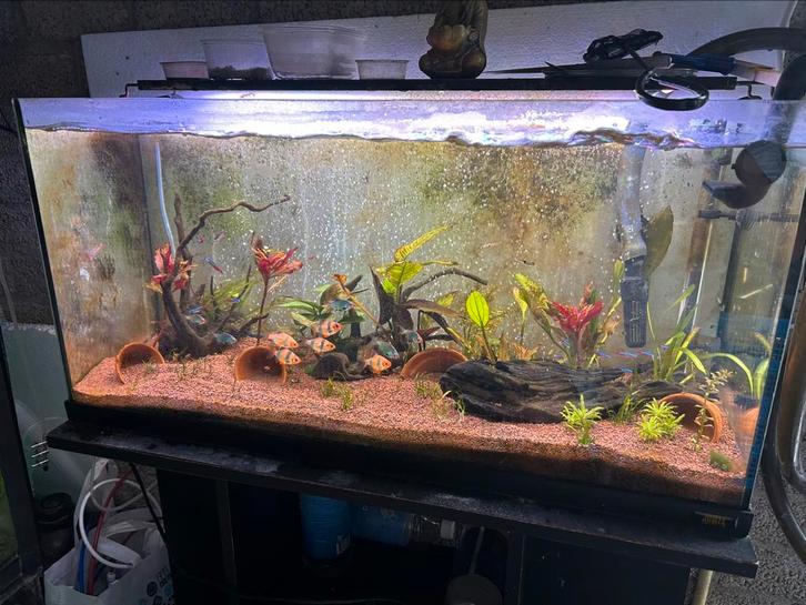 Aqurium met CristalProfi e1902 greenline filter, Dieren en Toebehoren, Vissen | Aquaria en Toebehoren, Zo goed als nieuw, Gevuld zoetwateraquarium