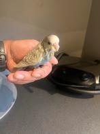 Jonge tamme grasparkiet, Dieren en Toebehoren, Meerdere dieren, Parkiet, Tam