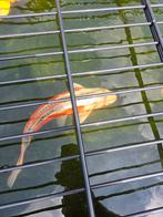 Shusui koi (prijswinnaar), Karper of Koi