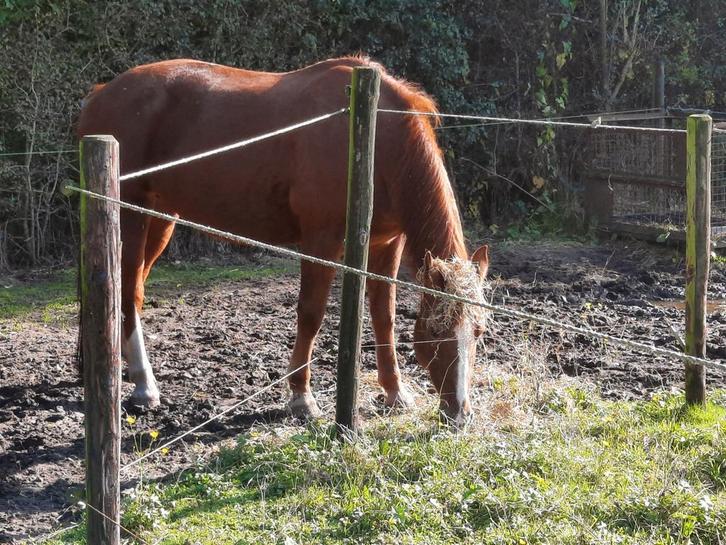 Buitenstalling vrij voor ijslander ruin, Volledig pension., Dieren en Toebehoren, Stalling en Weidegang