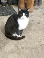 Kater 6 maanden oud, Dieren en Toebehoren, Katten en Kittens | Overige Katten, Kater