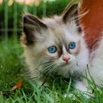 Ragdoll kitten katertje met stamboom, Dieren en Toebehoren, Katten en Kittens | Raskatten | Langhaar, Kater, Met stamboom, 0 tot 2 jaar