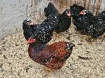 Zwart wit geparelde en roodporselein wyandotte krielen 2025, Dieren en Toebehoren, Pluimvee, Meerdere dieren, Kip