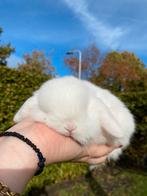 Zeer compact zuiver minilop konijntje, Dieren en Toebehoren, Konijnen, Mannelijk, Dwerg, Hangoor, 0 tot 2 jaar