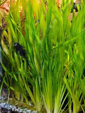 aquarium plant 2 soorten beschikbaar voor biedingen