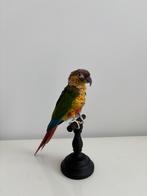 Opgezette vogel - pyrrhura, Ophalen of Verzenden, Zo goed als nieuw, Vogel, Opgezet dier