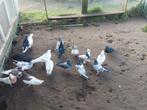 Tekoop Perzische hoogvliegers duiven., Meerdere dieren, Postduif