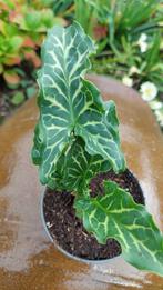 Italiaanse aronskelk. Arum italicum, Ophalen, Overige soorten, Volle zon