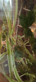 Indische wandelende takken, Dieren en Toebehoren, Insecten en Spinnen, Wandelende tak