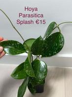 Hoya Parasitica Splash, Overige soorten, Minder dan 100 cm, Halfschaduw, Verzenden