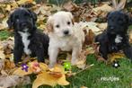 Medium kruising tibetaanse terrier - labradoodle pups., Dieren en Toebehoren, Honden | Chihuahua's en Gezelschapshonden, Nederland