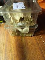 Jongen levende krekels, Ophalen of Verzenden