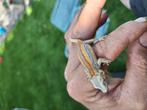 Restripe gargoyle gekko, Dieren en Toebehoren, Hagedis