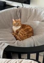 Rode kater, Dieren en Toebehoren, Katten en Kittens | Overige Katten, Kater, Kortharig, 3 tot 5 jaar