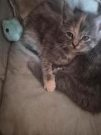 Kittens zoeken liefdevol nest, Dieren en Toebehoren, Katten en Kittens | Overige Katten, Meerdere dieren