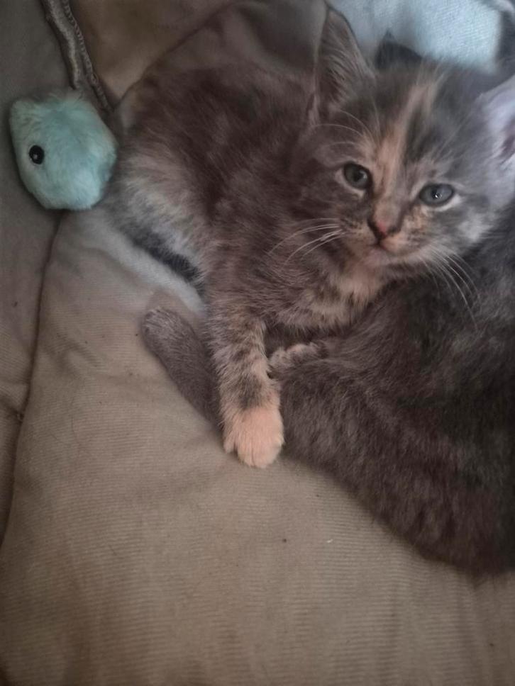 Kittens zoeken liefdevol nest, Dieren en Toebehoren, Katten en Kittens | Overige Katten, Meerdere dieren