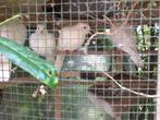 Tortel/Lach duiven jong, Meerdere dieren