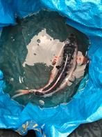 Asagi koikarper, Ophalen, Zo goed als nieuw