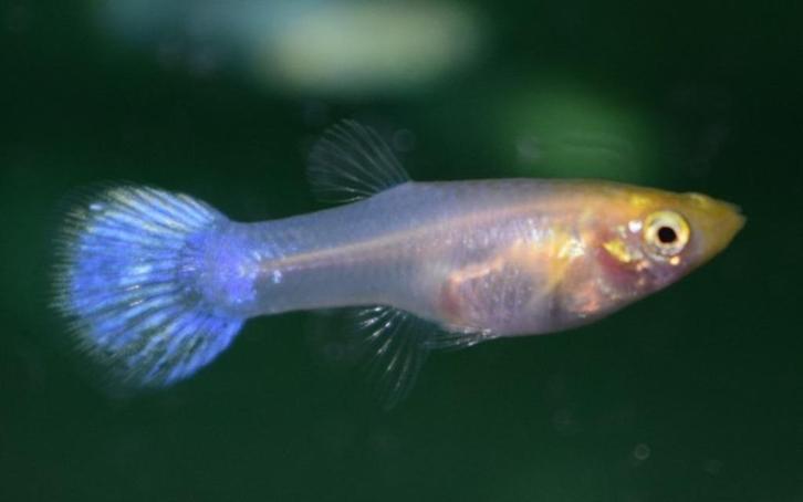 Hobbyaquarium Poec Ret Snow white Vrouw, Dieren en Toebehoren, Vissen | Aquariumvissen, Zoetwatervis, Vis, Schoolvis