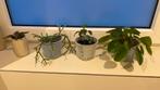 Diverse Kamerplanten en stekjes, Overige soorten, Minder dan 100 cm, Ophalen of Verzenden, Halfschaduw