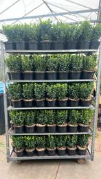 Euonymus Green spire in 17 cm pot en 20/30 cm hoog, Ophalen, Overige soorten