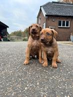 Herder x Rhodesian ridgeback, Dieren en Toebehoren, Reu, CDV (hondenziekte), 8 tot 15 weken, Meerdere