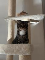 Fold Kitten, Ophalen of Verzenden, Zo goed als nieuw, Krabpaal