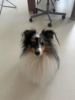Hondenoppas aangeboden Hondenopvang - Honden Oppas, Dieren en Toebehoren, Ophalen, Nieuw