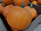 Nog volop halloween pompoenen te koop!!, Ophalen, Nieuw