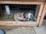 2 lieve konijnen Evi en Jip, Dieren en Toebehoren, Konijnen