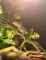 Krulstaart hagedis / Leiocephaldus carinatus, Hagedis
