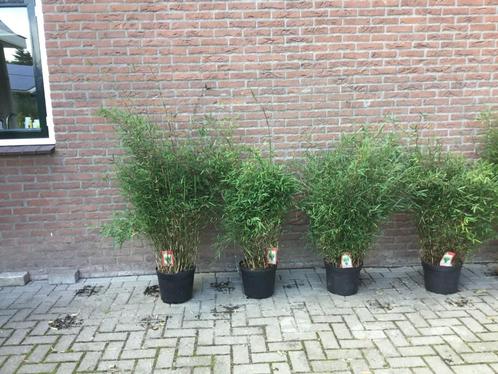 Niet woekerende bamboe met purperen stengel,  Deep Purple!!!, Tuin en Terras, Planten | Struiken en Hagen, Struik, Bamboe, 100 tot 250 cm