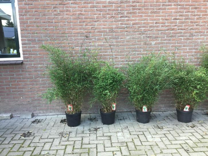 Niet woekerende bamboe met purperen stengel,  Deep Purple!!!, Tuin en Terras, Planten | Struiken en Hagen, Struik, Bamboe, 100 tot 250 cm