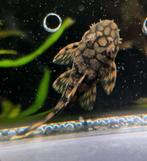 Mooie Ancistrus L519 Rio Itenez, Dieren en Toebehoren, Vis