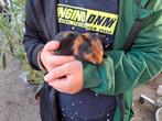Cavia Zeugje, Dieren en Toebehoren, Knaagdieren, Cavia, Juli, Vrouwelijk, Tam