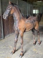 Fries hengstveulen Friese, Dieren en Toebehoren, Paarden, Minder dan 160 cm, Niet van toepassing, Dressuurpaard, 0 tot 2 jaar